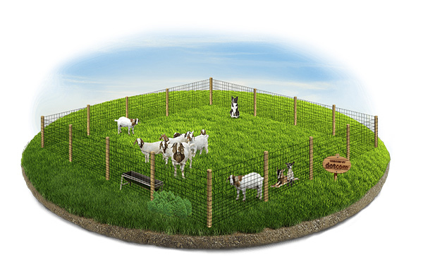 Goat and Sheep Fence Manheim Pennsylvania